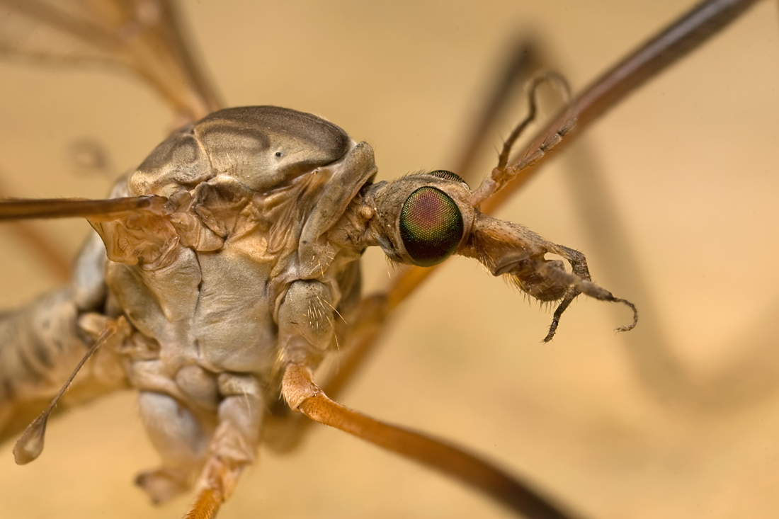 Crane Fly 1